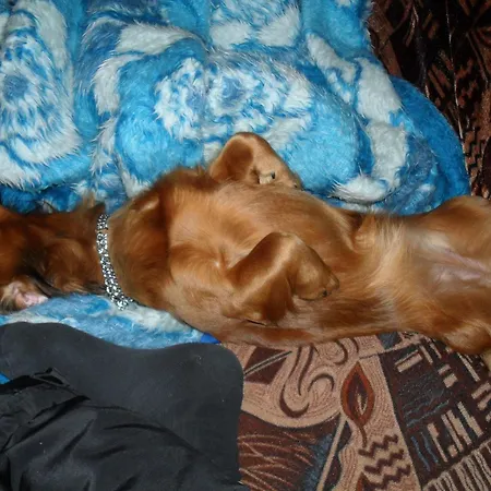 Bauernhof Ansumardi Kavandi